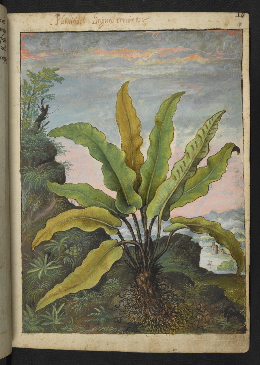 Asplenium scolopendrium，选自 Gherardo Cibo 的 "罗马国家植物画作"，Add MS 22333，f014r，约 1564-84 年（纸面水彩和水粉画）。 作者 赫拉尔多·西博