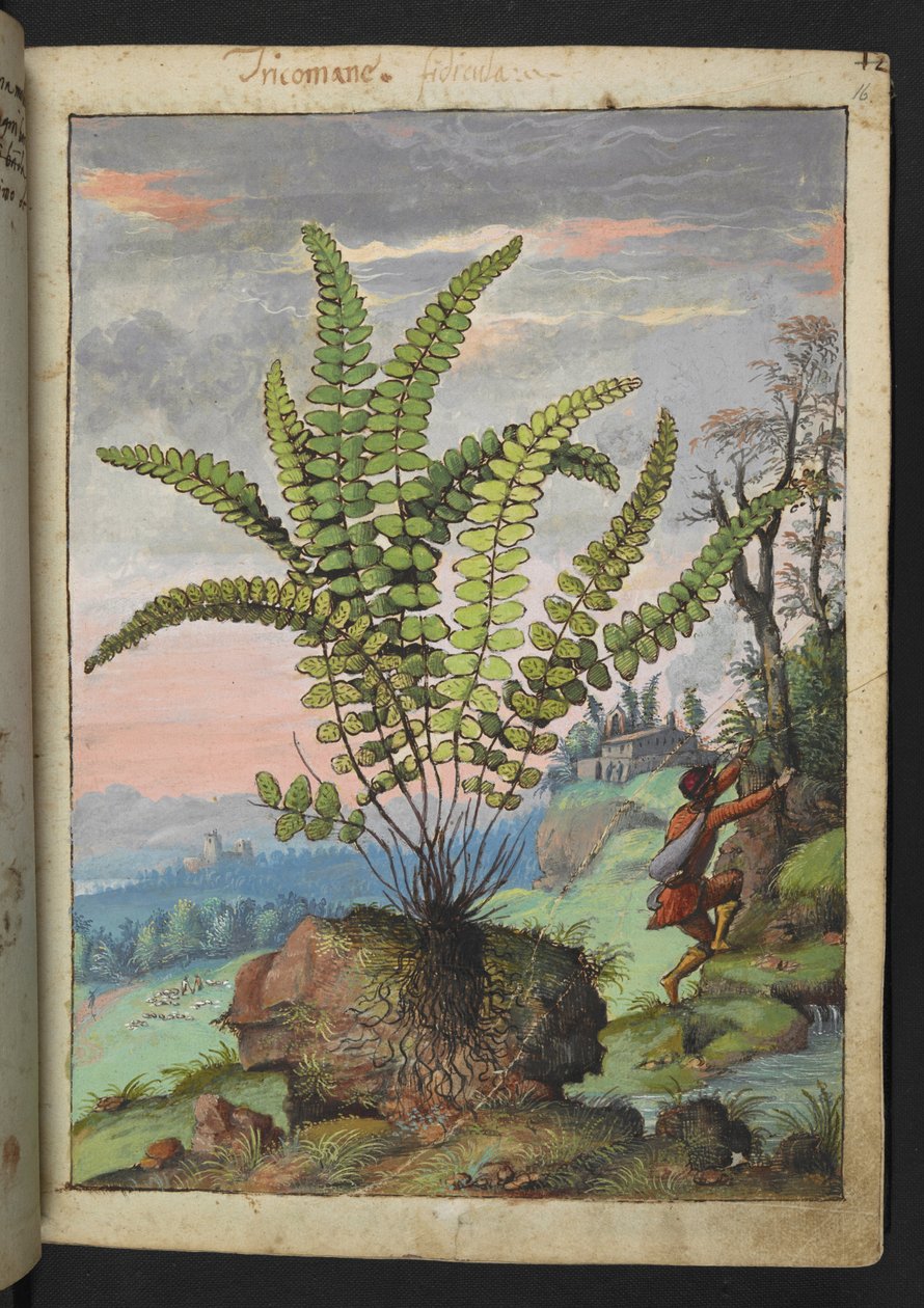 Asplenium trichomanes，选自 Gherardo Cibo 的 "罗马国家植物画作"，Add MS 22333，f016r，约 1564-84 年（纸面水彩和水粉画）。 作者 赫拉尔多·西博