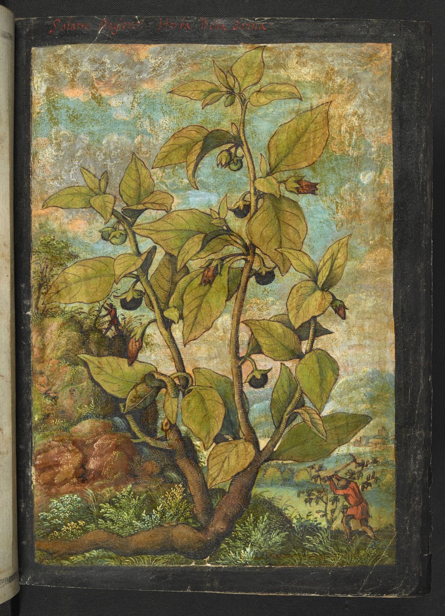 Atropa belladonna 或 Atropa bella-donna，选自 Gherardo Cibo 的 "罗马各州的植物画"，Add MS 22333，f005r，约 1564-84 年（纸面水彩和水粉画）。 作者 赫拉尔多·西博