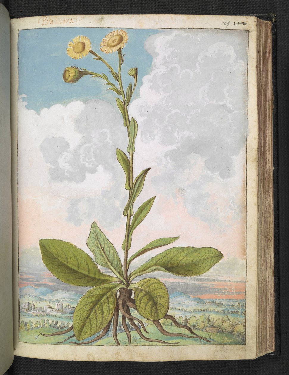 Baccara，选自 Gherardo Cibo 的 "罗马各州的花卉画"，Add MS 22333，f109r，约 1564-84 年（纸面水彩和水粉画） 作者 赫拉尔多·西博