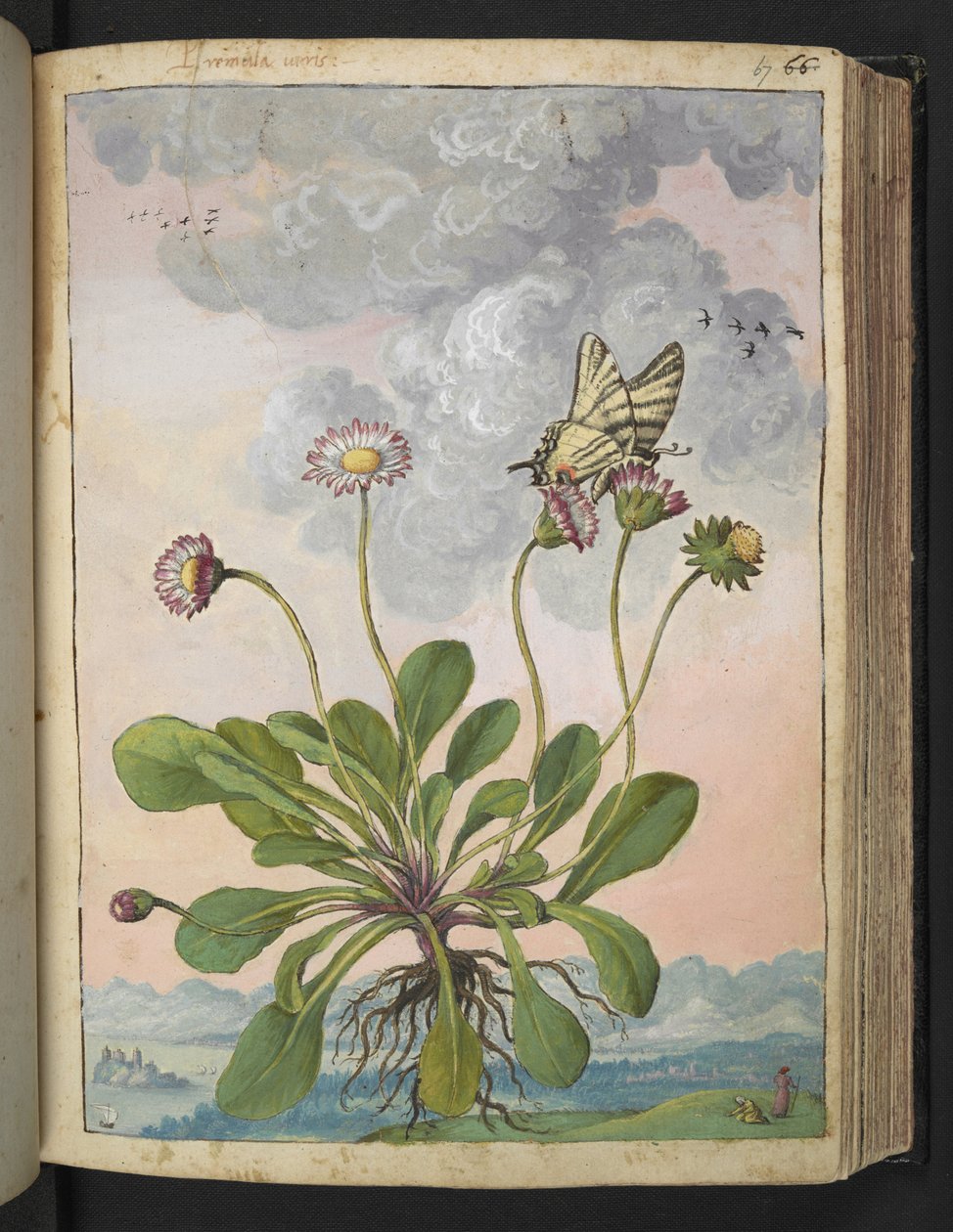 Bellis perennis，选自 Gherardo Cibo 的 "罗马各州的花卉画"，Add MS 22333，f067r，约 1564-84 年（纸面水彩和水粉画） 作者 赫拉尔多·西博