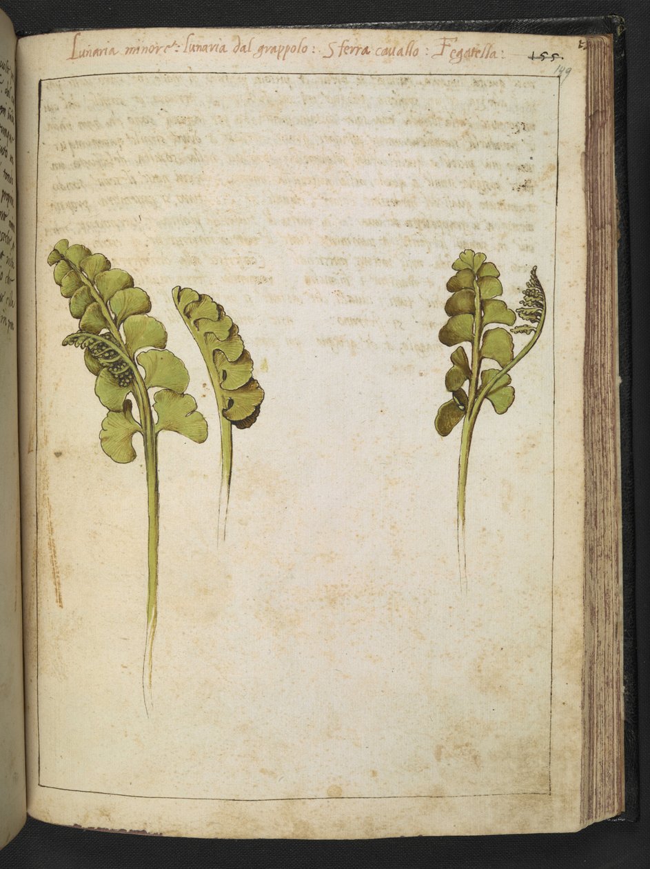 Botrychium lunaria（蕨类植物），选自 Gherardo Cibo 的 "罗马国家植物画"，Add MS 22333，f149r，约 1564-84 年（纸面水彩和水粉画） 作者 赫拉尔多·西博