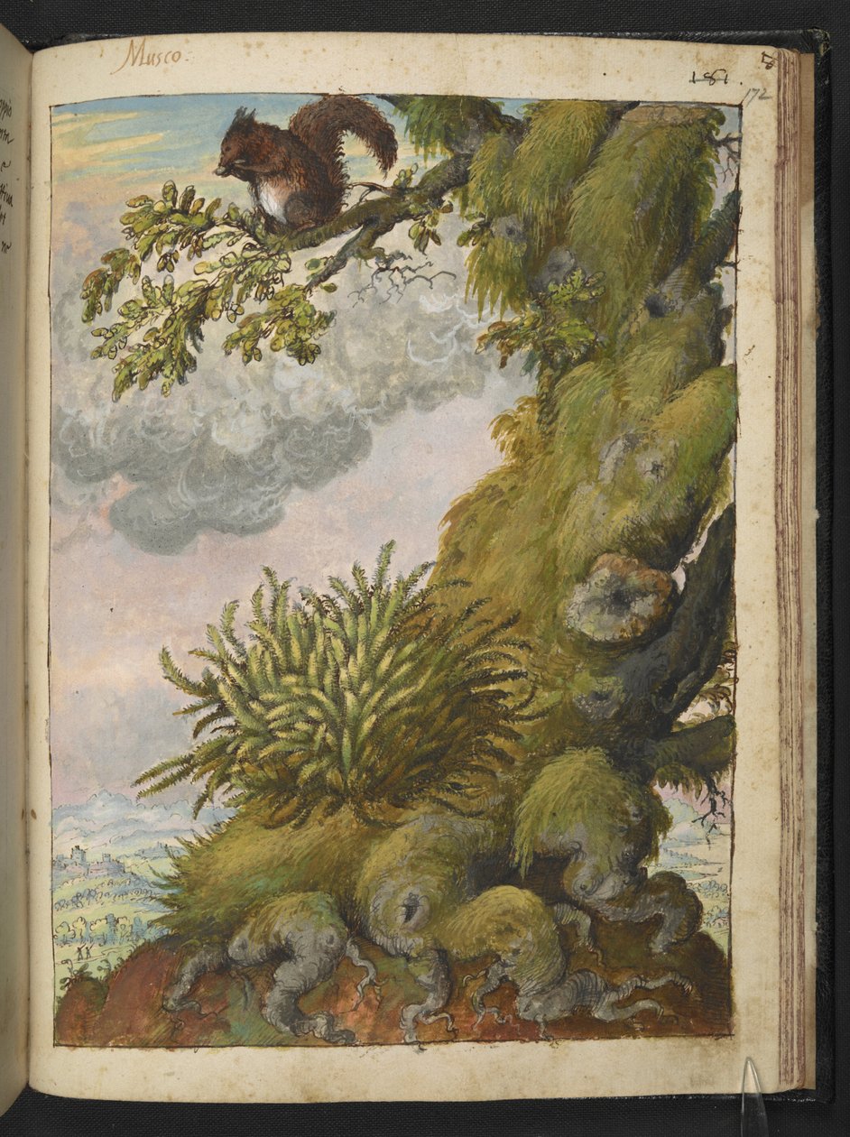 苔藓和坐在树枝上的松鼠，选自 Gherardo Cibo 的 "罗马各州的植物画"，Add MS 22333，f172r，约 1564-84 年（纸面水彩和水粉画 作者 赫拉尔多·西博