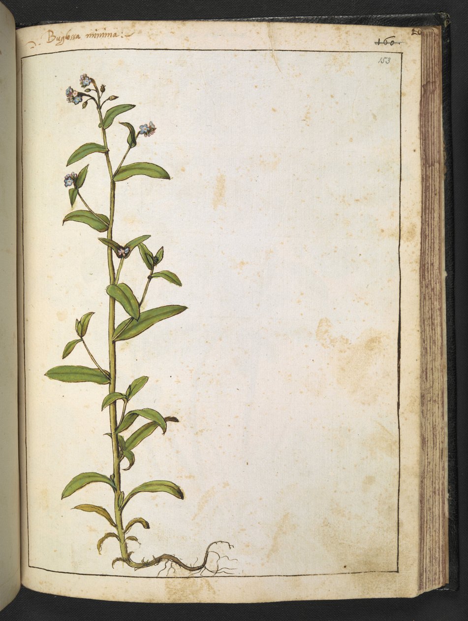 Buglossa, Anchusa azurea (Loddon Royalist)，选自 Gherardo Cibo 的 "罗马国家植物画"，Add MS 22333，f153r，约 1564-84 年（纸面水彩和水粉画）。 作者 赫拉尔多·西博
