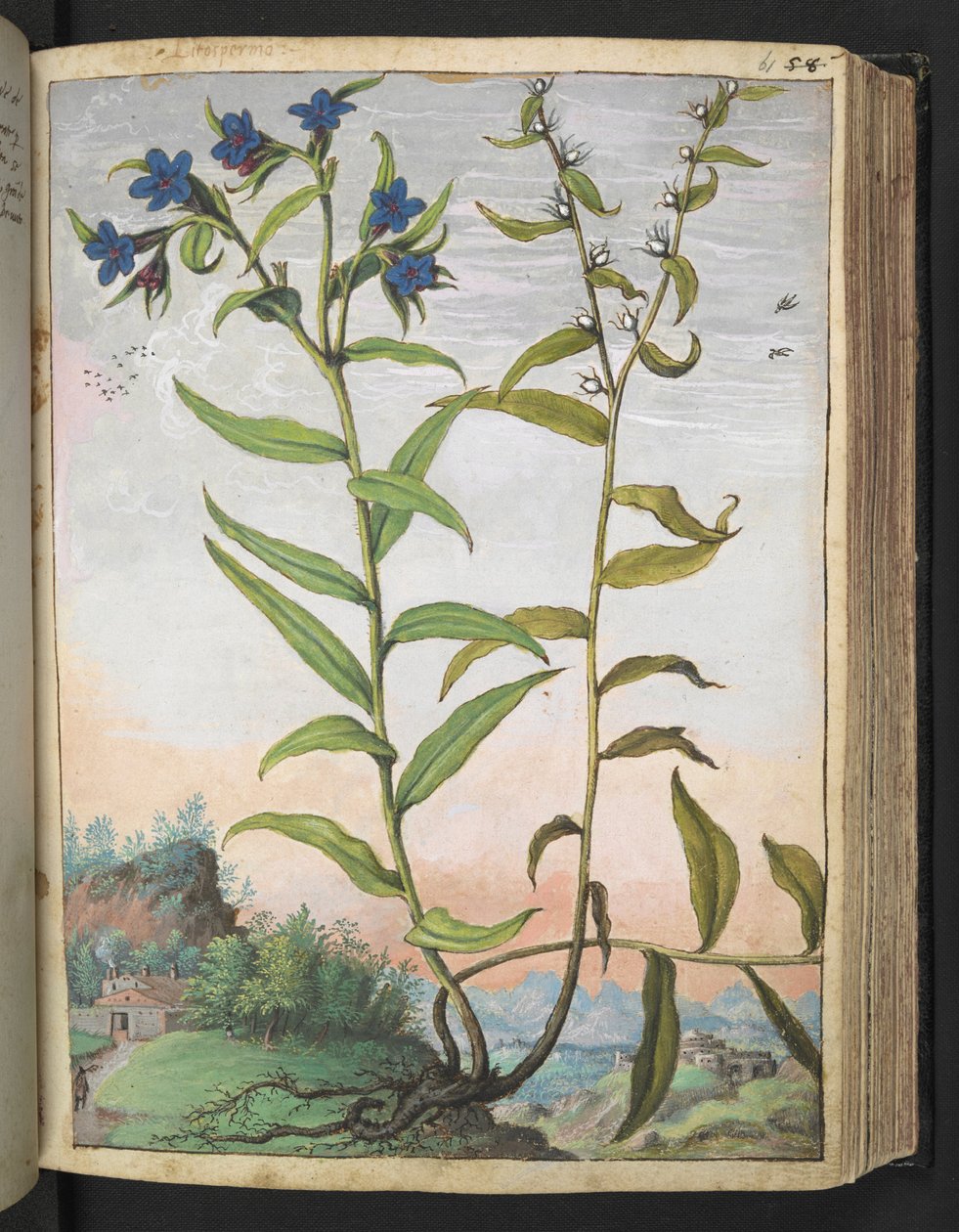 Buglossoides purpurocaerulea，选自 Gherardo Cibo 的 "罗马国家植物画作"，Add MS 22333，f061r，约 1564-84 年（纸面水彩和水粉画）。 作者 赫拉尔多·西博