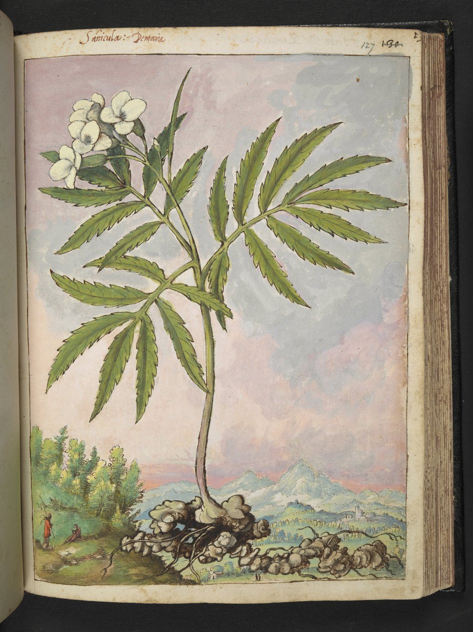 Cardamine heptaphylla，选自 Gherardo Cibo 的 "罗马各州的植物画"，Add MS 22333，f127r，约 1564-84 年（纸面水彩和水粉画） 作者 赫拉尔多·西博