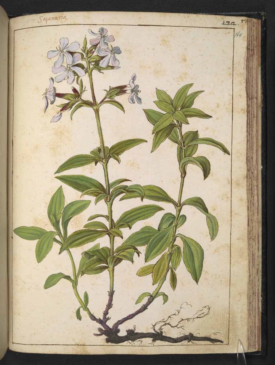 皂草科：粉红科开花植物属，选自 Gherardo Cibo 的 "罗马各州的植物画"，Add MS 22333，f164r，约 1564-84 年（纸面水彩和水粉画）。 作者 赫拉尔多·西博