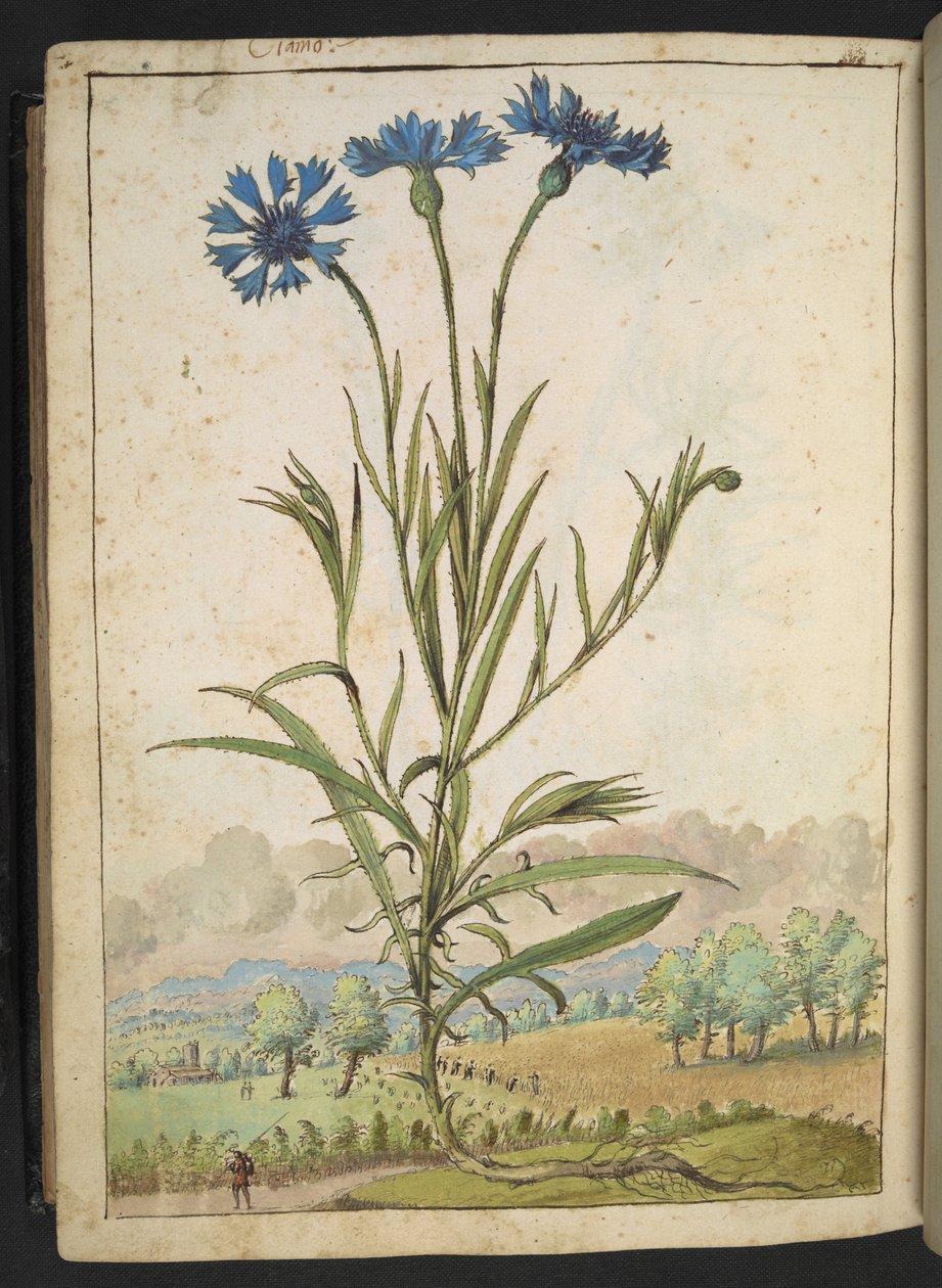 蓝花矢车菊蓝色花瓣的花朵，选自 Gherardo Cibo 的 "罗马各州的植物画"，Add MS 22333，f177v，约 1564-84 年（纸面水彩和水粉画） 作者 赫拉尔多·西博