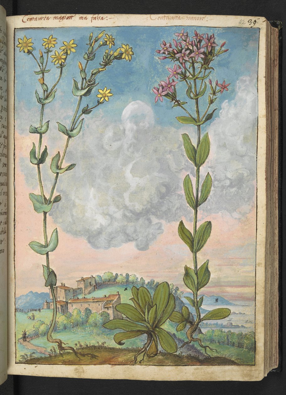 Centaurium erythraea，选自 Gherardo Cibo 的 "罗马各州的植物画"，Add MS 22333，f042r，约 1564-84 年（纸面水彩和水粉画）。 作者 赫拉尔多·西博