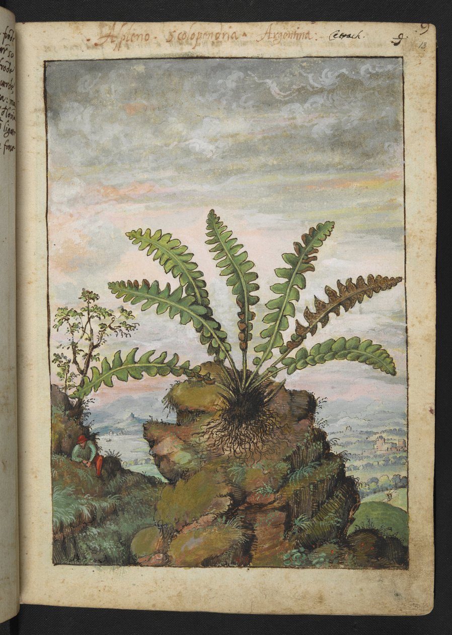 Ceterach officinarum，选自 Gherardo Cibo 的 "罗马各州的植物画"，Add MS 22333，f013r，约 1564-84 年（纸面水彩和水粉画）。 作者 赫拉尔多·西博