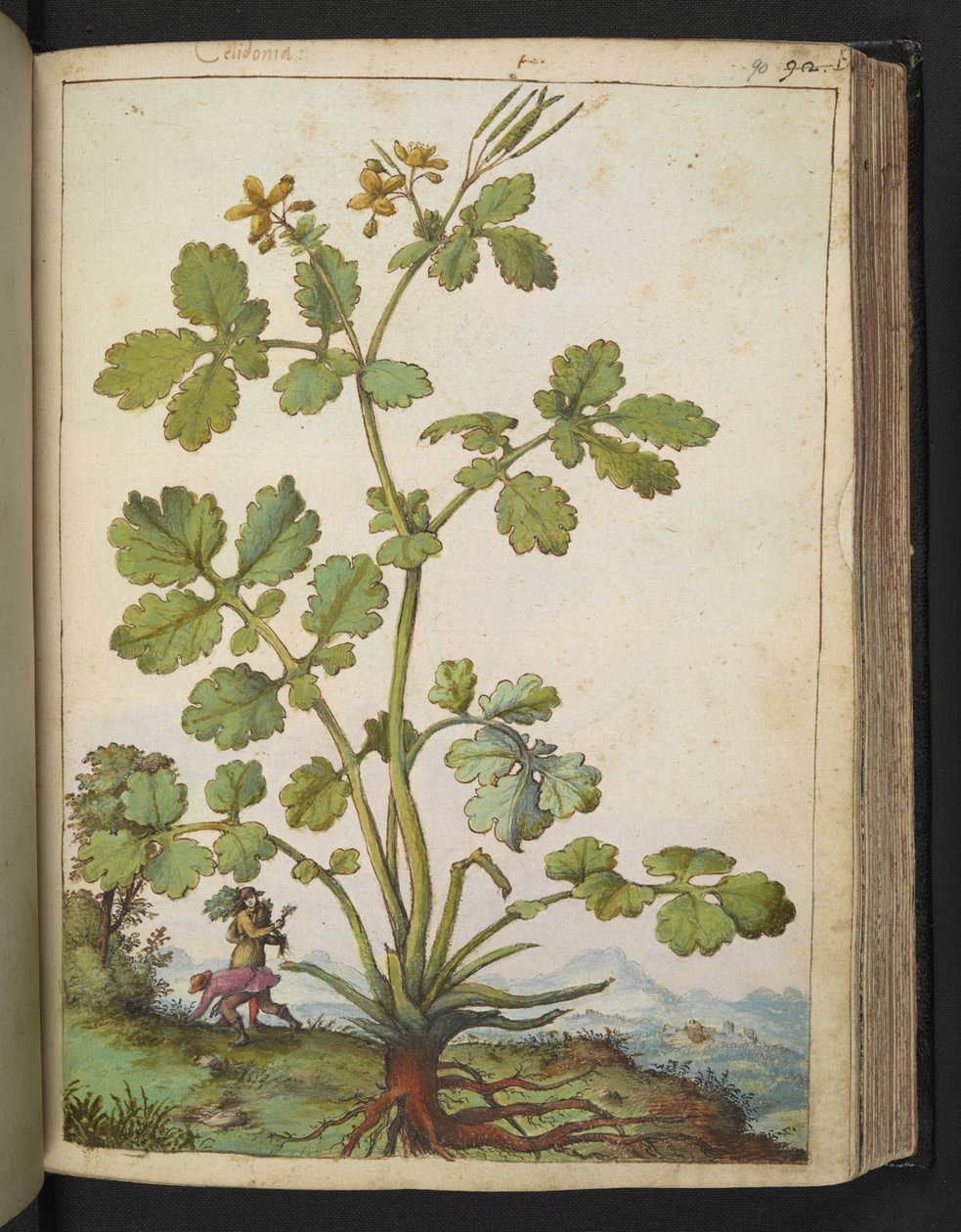 Chelidonium majus，选自 Gherardo Cibo 的 "罗马国家植物画"，Add MS 22333，f090r，约 1564-84 年（纸面水彩和水粉画）。 作者 赫拉尔多·西博