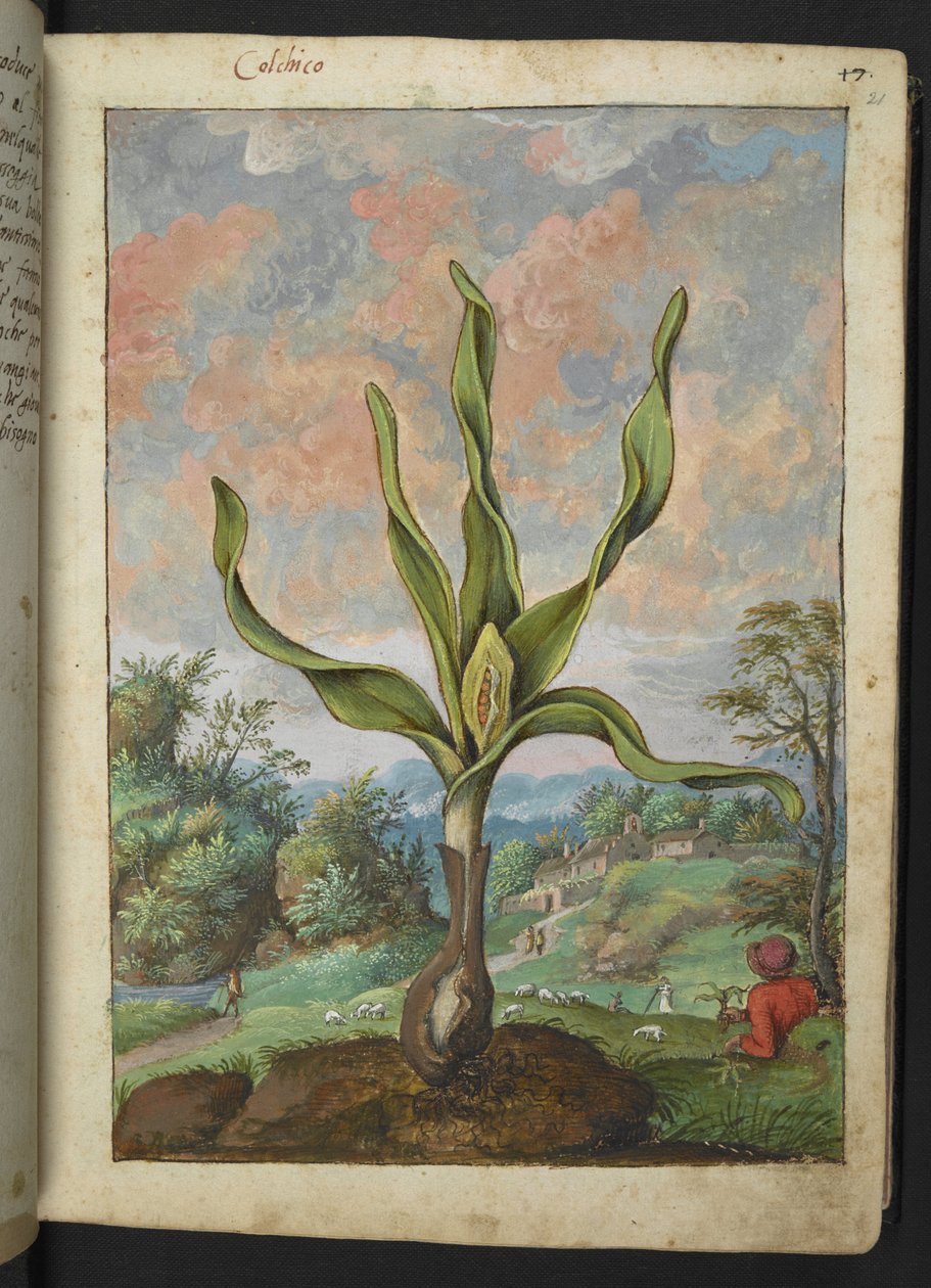 Colchicum autumnale，选自 Gherardo Cibo 的 "罗马国家植物画"，Add MS 22333，f021r，约 1564-84 年（纸面水彩和水粉画）。 作者 赫拉尔多·西博