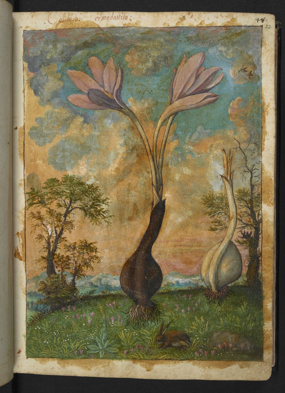 Colchicum autumnale，选自 Gherardo Cibo 的 "罗马国家植物画"，Add MS 22333，f022r，约 1564-84 年（纸面水彩和水粉画）。 作者 赫拉尔多·西博