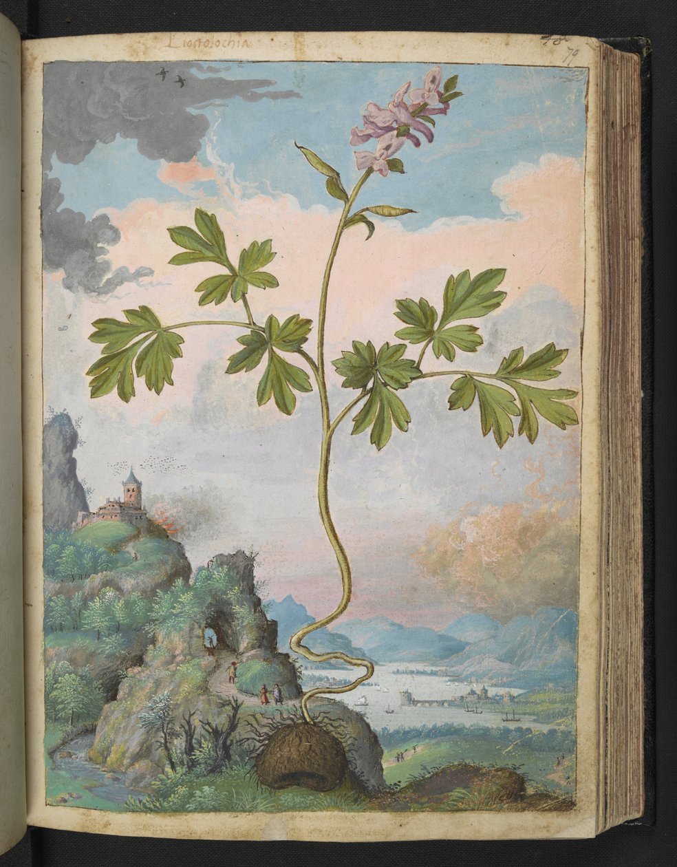 Corydalis cava：一种开粉色花的植物，选自 Gherardo Cibo 的 "罗马国家植物画"，Add MS 22333，f079r，约 1564-84 年（纸面水彩和水粉画） 作者 赫拉尔多·西博