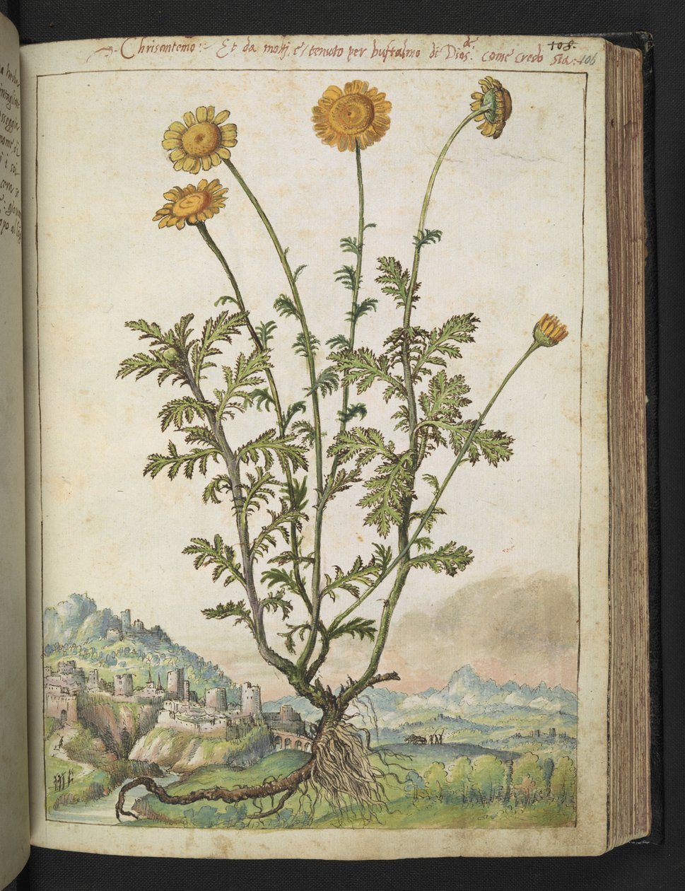 Cota tinctoria，选自 Gherardo Cibo 的 "罗马国家植物画"，Add MS 22333，f106r，约 1564-84 年（纸面水彩和水粉画）。 作者 赫拉尔多·西博