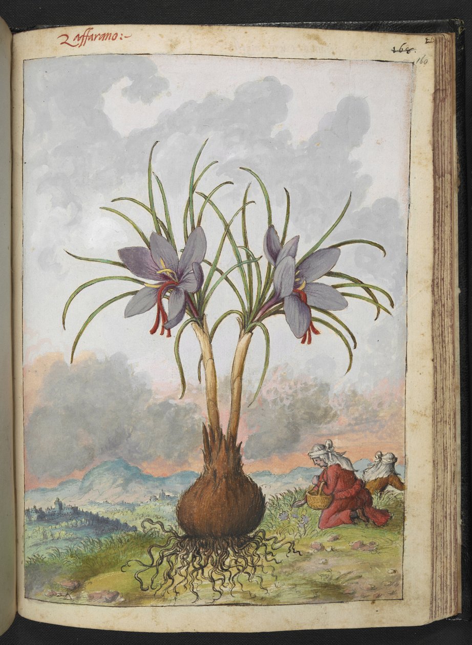 Crocus sativus（藏红花），选自 Gherardo Cibo 的 "罗马国家植物画"，Add MS 22333，f160r，约 1564-84 年（纸面水彩和水粉画） 作者 赫拉尔多·西博