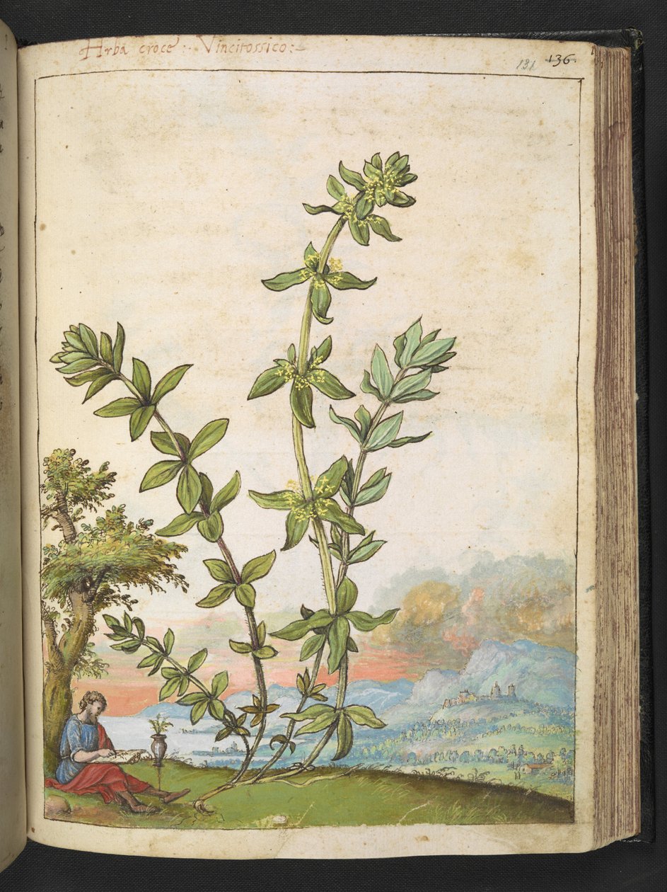 Cruciata laevipes，选自 Gherardo Cibo 的 "罗马各州的植物画"，Add MS 22333，f131r，约 1564-84 年（纸面水彩和水粉画） 作者 赫拉尔多·西博