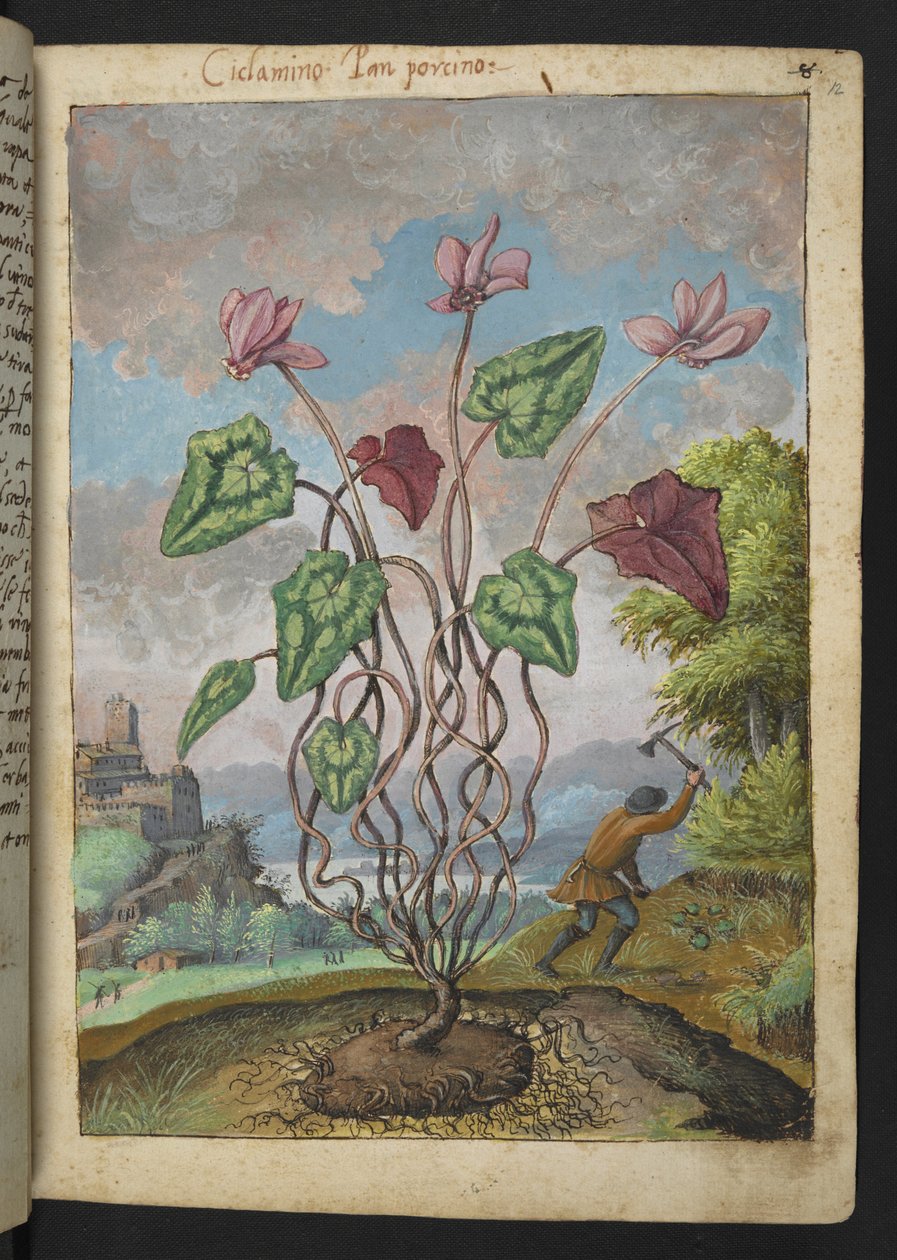 Cyclamen hederifolium，选自 Gherardo Cibo 的 "罗马各州的植物画"，Add MS 22333，f012r，约 1564-84 年（纸面水彩和水粉画）。 作者 赫拉尔多·西博