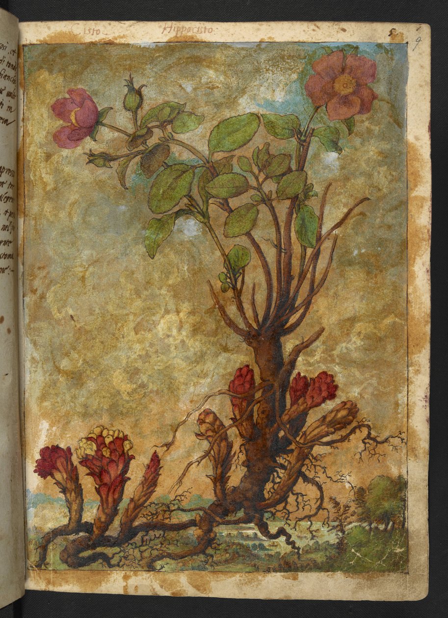 Cytinus hypocistis，选自 Gherardo Cibo 的 "罗马各州花卉画"，Add MS 22333，f009r，约 1564-84 年（纸面水彩和水粉画）。 作者 赫拉尔多·西博