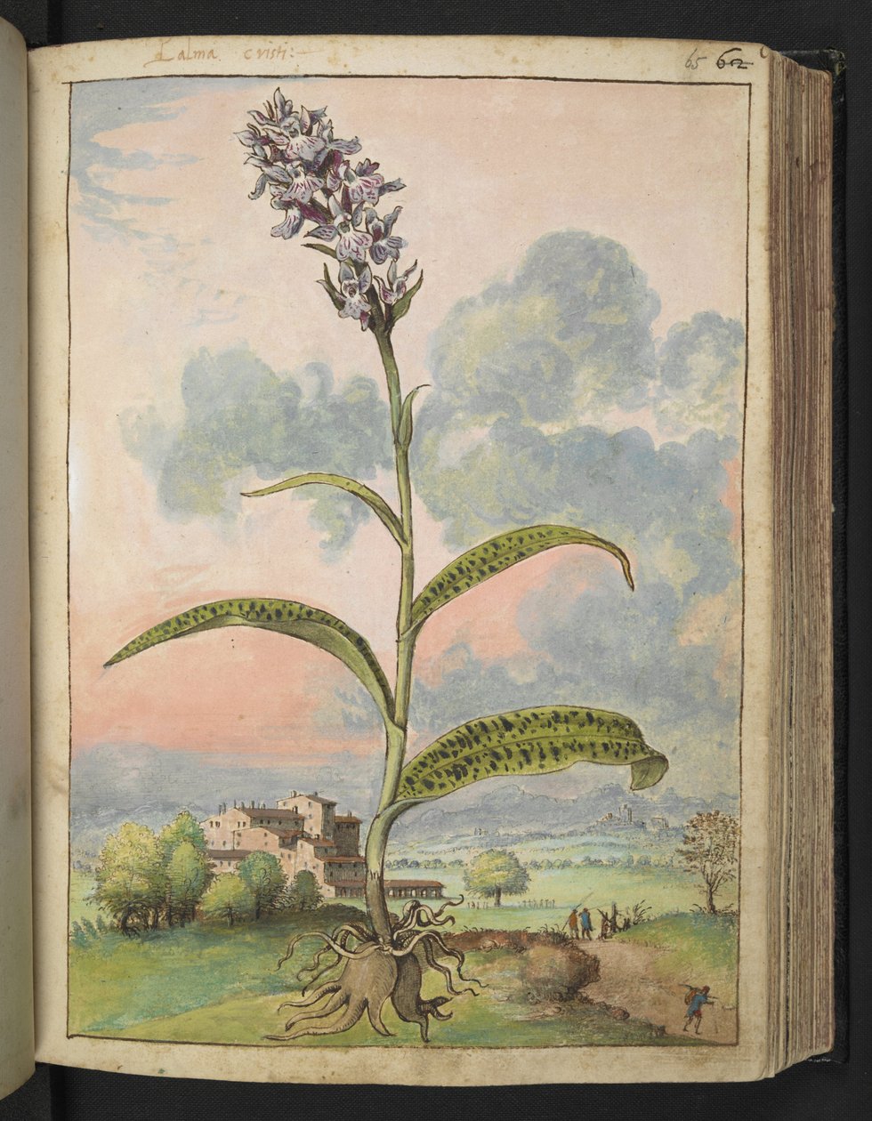 Dactylorhiza fuchsii，选自 Gherardo Cibo 的 "罗马国家植物画"，Add MS 22333，f065r，约 1564-84 年（纸面水彩和水粉画）。 作者 赫拉尔多·西博