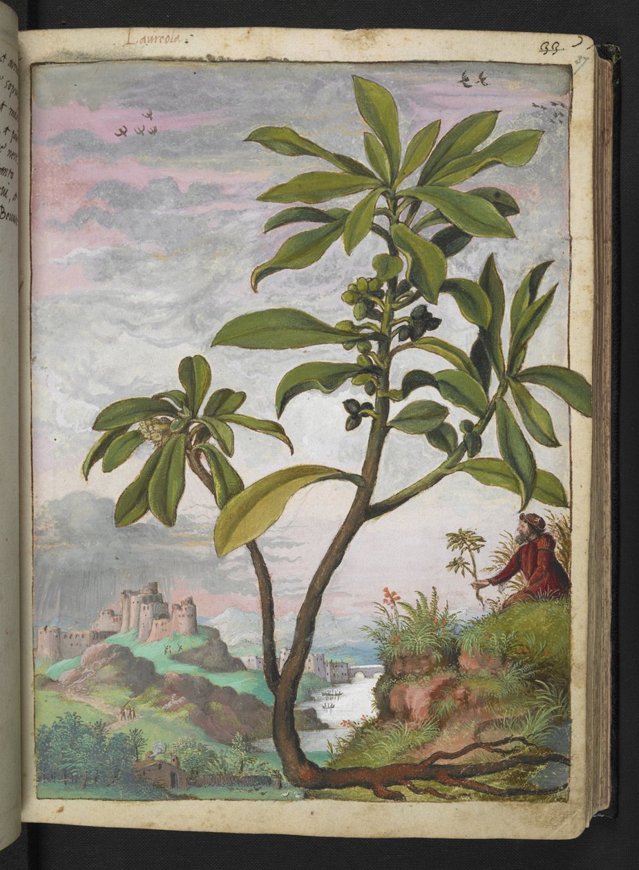 Daphne laureola，选自 Gherardo Cibo 的 "罗马国家的植物画"，Add MS 22333，f037r，约 1564-84 年（纸面水彩和水粉画）。 作者 赫拉尔多·西博