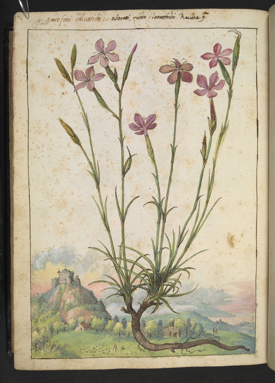 石竹（Dianthus longicaulis）：粉红色花瓣的植物，选自 Gherardo Cibo 的 "罗马各州的植物画"，Add MS 22333，f179v，约 1564-84 年（纸面水彩和水粉画） 作者 赫拉尔多·西博