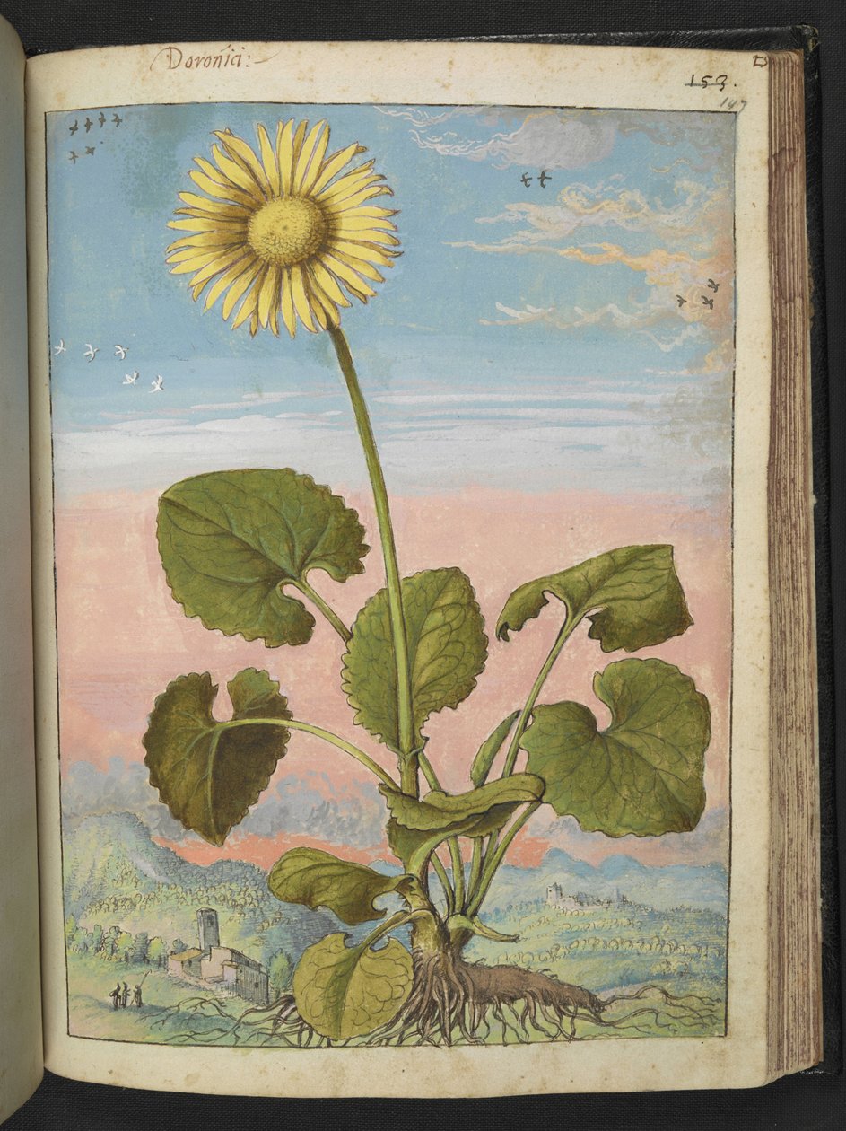 Doronicum austriacum：开黄花的植物，选自 Gherardo Cibo 的 "罗马国家植物画"，Add MS 22333，f147r，约 1564-84 年（纸面水彩和水粉画）。 作者 赫拉尔多·西博