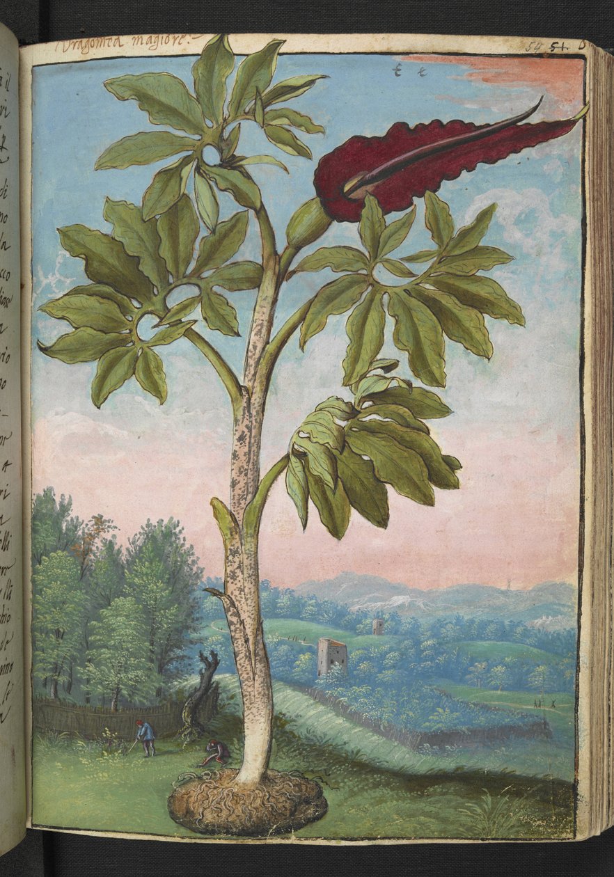 庸俗的龙舌兰，选自杰拉尔多-西博的 "罗马各州的植物画"，Add MS 22333，f054r，约 1564-84 年（纸面水彩和水粉画）。 作者 赫拉尔多·西博