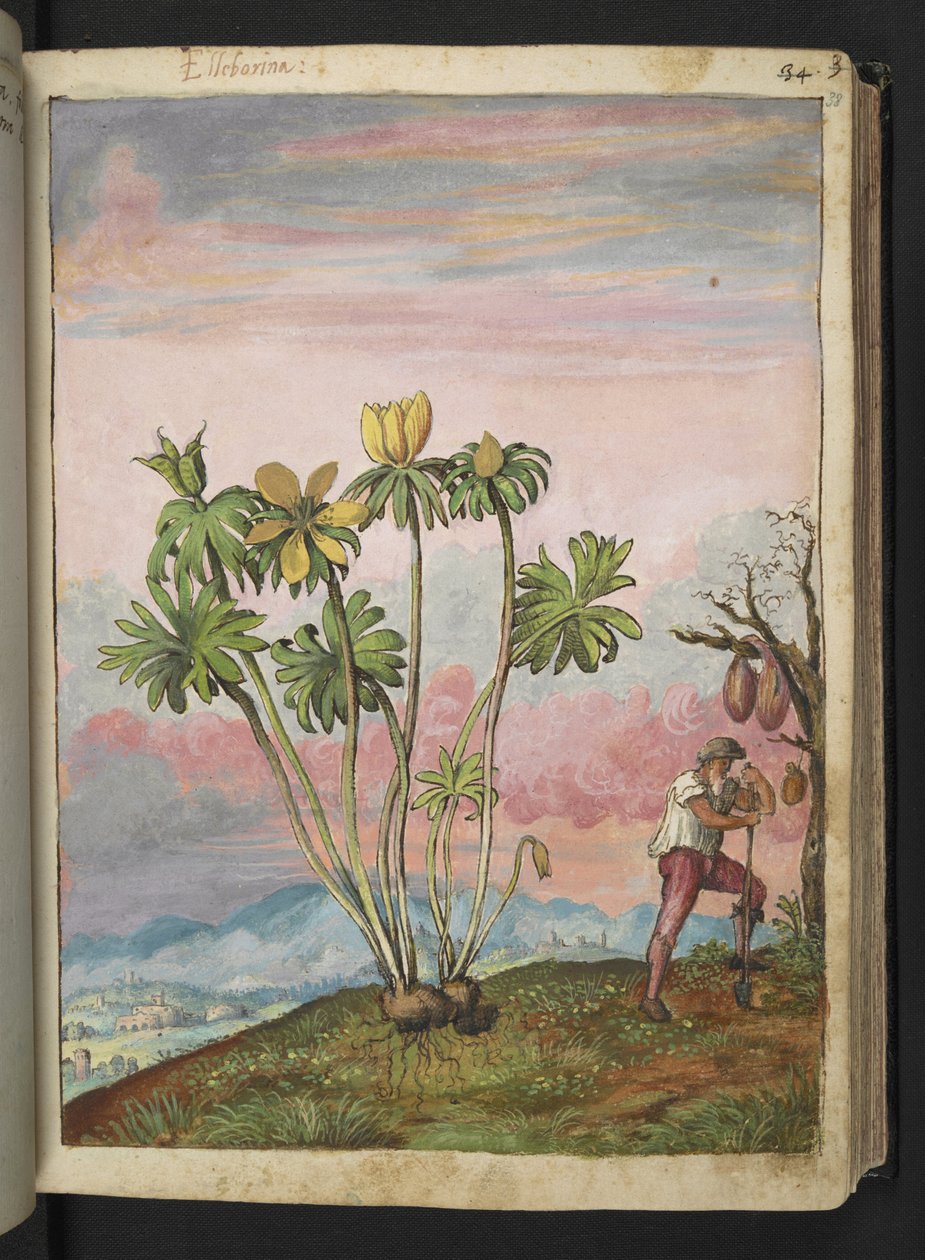 Eranthis hyemalis，选自 Gherardo Cibo 的 "罗马国家的植物画"，Add MS 22333，f038r，约 1564-84 年（纸面水彩和水粉画）。 作者 赫拉尔多·西博