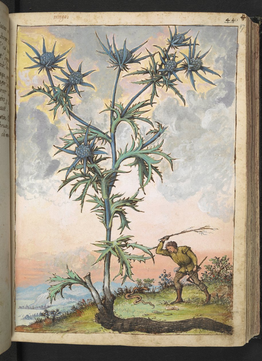 Eryngium maritimum，选自 Gherardo Cibo 的 "罗马各州的植物画"，Add MS 22333，f047r，约 1564-84 年（纸面水彩和水粉画）。 作者 赫拉尔多·西博