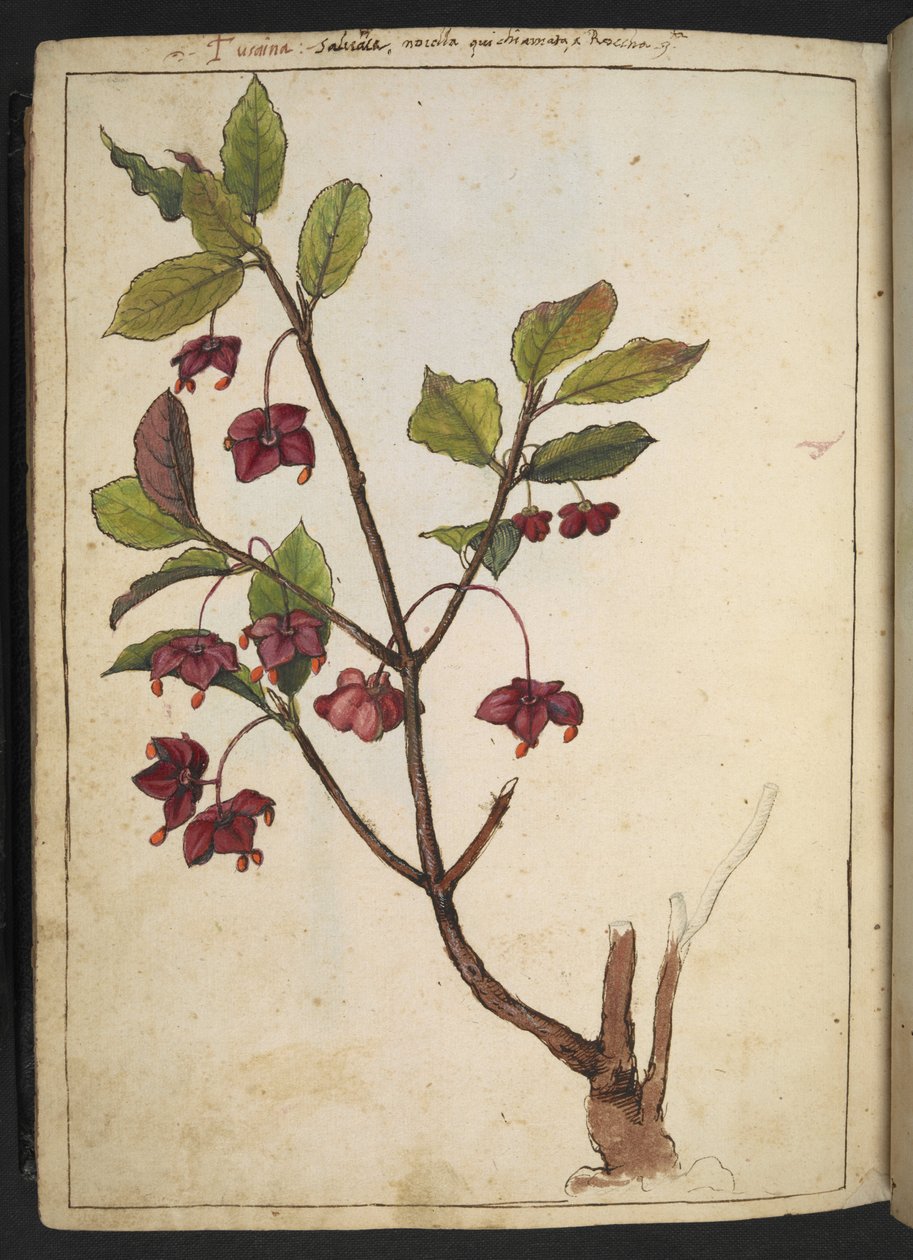 欧洲纺锤草（Euonymus europaeus）：一种带有红色花瓣的植物，选自 Gherardo Cibo 的 "罗马各州的植物画"，Add MS 22333，f183v，约 1564-84 年（纸面水彩和水粉画）。 作者 赫拉尔多·西博