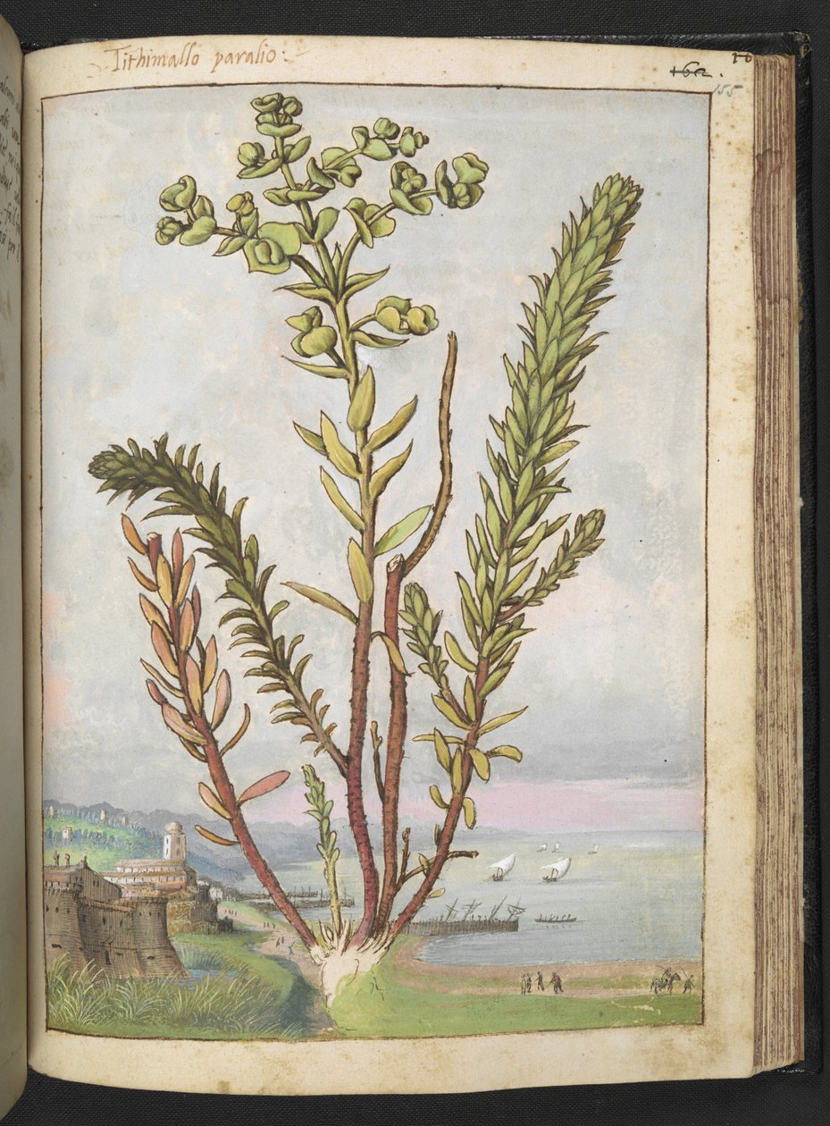 Euphorbia paralias，选自 Gherardo Cibo 的 "罗马国家植物画"，Add MS 22333，f155r，约 1564-84 年（纸面水彩和水粉画）。 作者 赫拉尔多·西博