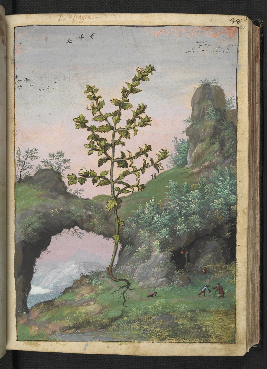 Euphrasia officinalis，选自 Gherardo Cibo 的 "罗马各州的植物画"，Add MS 22333，f041r，约 1564-84 年（纸质水彩和水粉画） 作者 赫拉尔多·西博
