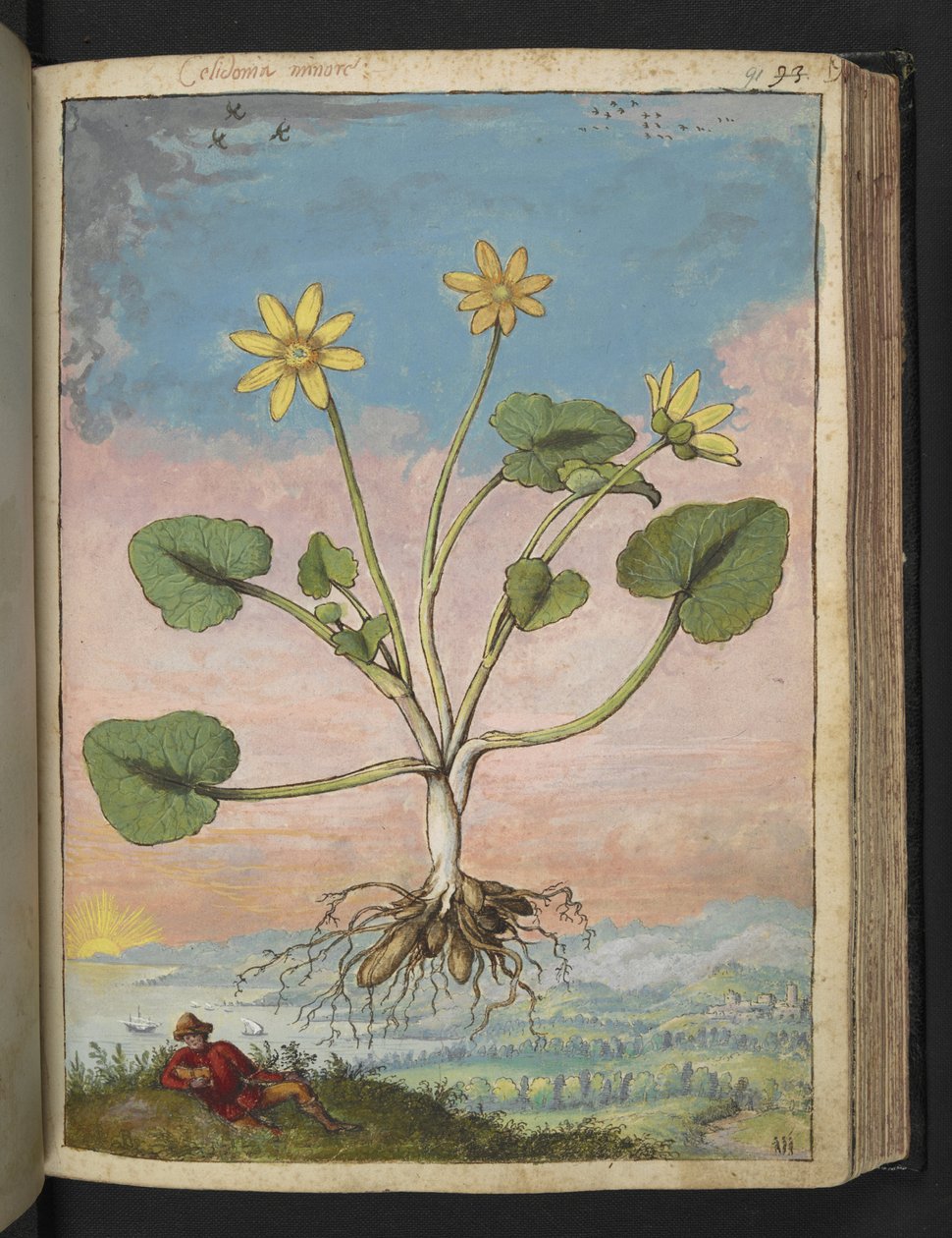 Ficaria verna，选自 Gherardo Cibo 的 "罗马国家植物画"，Add MS 22333，f091r，约 1564-84 年（纸面水彩和水粉画）。 作者 赫拉尔多·西博