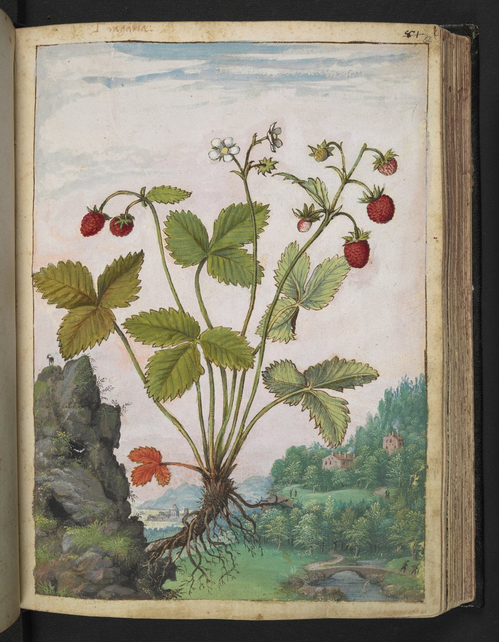 Fragaria vesca，选自 Gherardo Cibo 的 "罗马各州的植物画"，Add MS 22333，f082r，约 1564-84 年（纸面水彩和水粉画）。 作者 赫拉尔多·西博