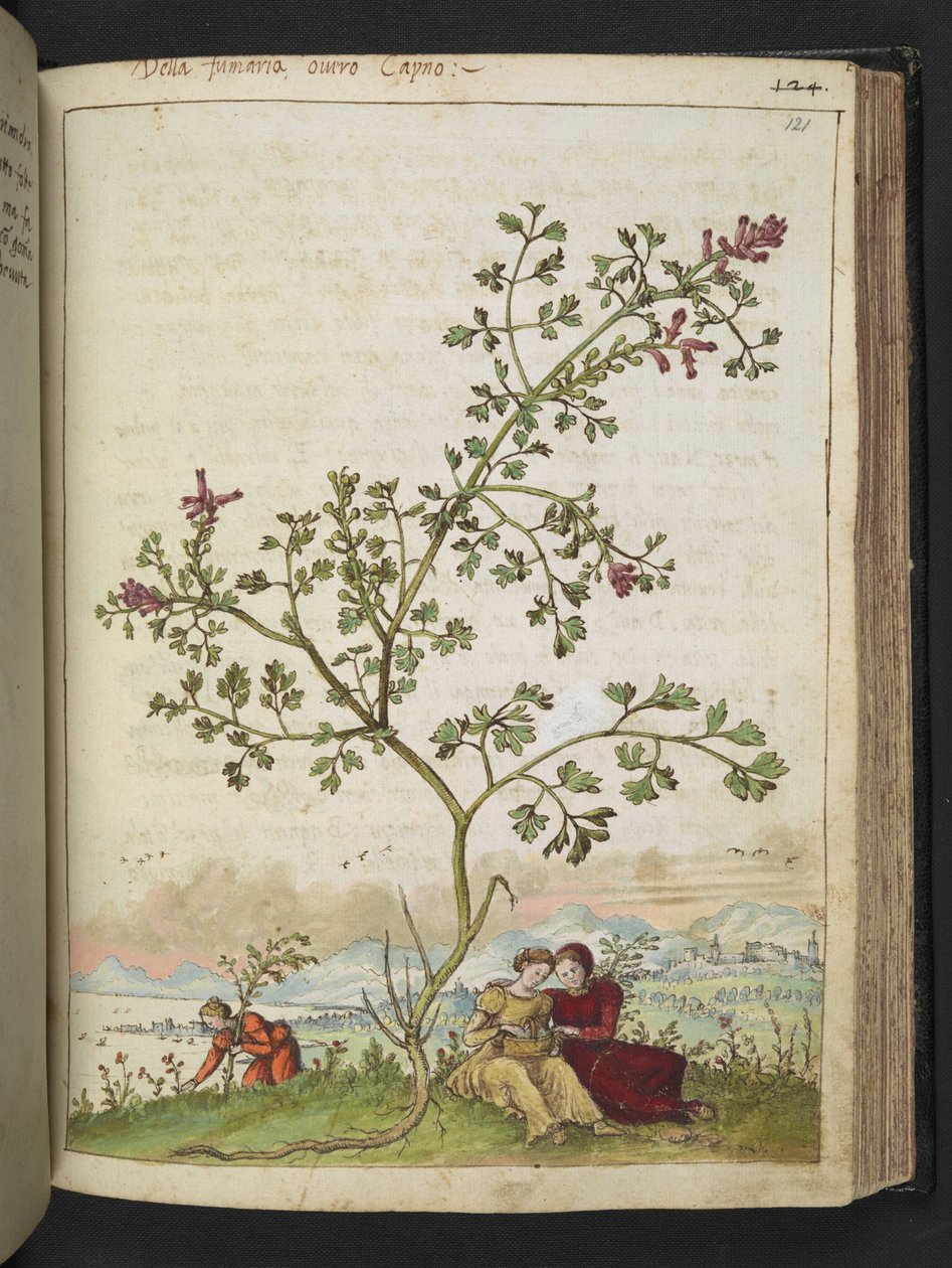 Fumaria gaillardotii，选自 Gherardo Cibo 的 "罗马各州的植物画"，Add MS 22333，f121r，约 1564-84 年（纸面水彩和水粉画）。 作者 赫拉尔多·西博