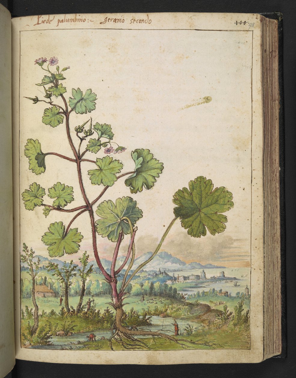 天竺葵（Geranium rotundifolium）：粉红色花朵的植物。选自 Gherardo Cibo 的 "罗马国家的植物画"，Add MS 22333，f098r，约 1564-84 年（纸面水彩和水粉画） 作者 赫拉尔多·西博