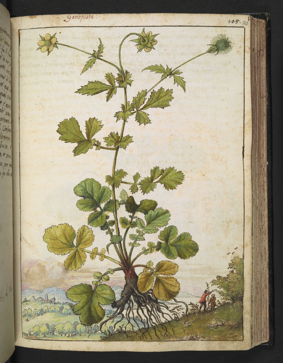 Geum urbanum，选自 Gherardo Cibo 的 "罗马国家植物画"，Add MS 22333，f103r，约 1564-84 年（纸面水彩和水粉画）。 作者 赫拉尔多·西博