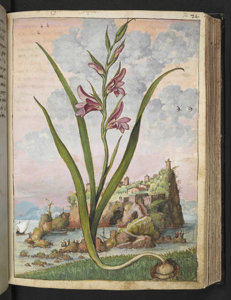 Gladiolus Italicus，选自 Gherardo Cibo 的 "罗马各州花卉画"，Add MS 22333，f072r，约 1564-84 年（纸面水彩和水粉画）。 作者 赫拉尔多·西博