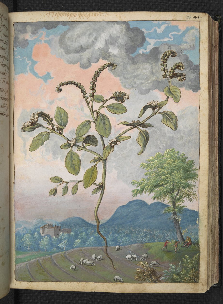 Heliotropium europeanum，选自 Gherardo Cibo 的 "罗马各州的植物画"，Add MS 22333，f044r，约 1564-84 年（纸面水彩和水粉画）。 作者 赫拉尔多·西博
