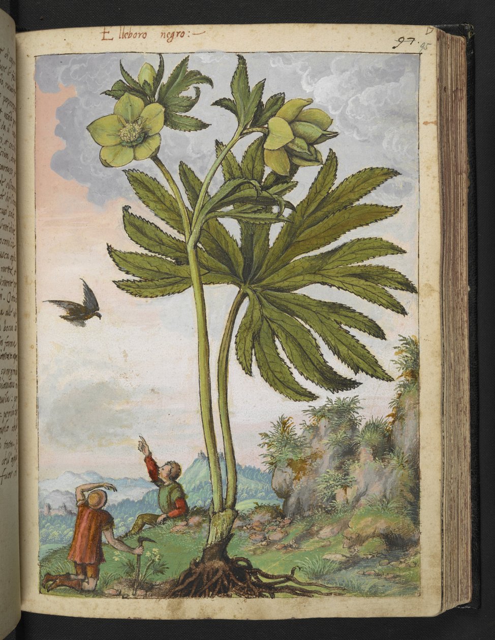 Helleboris viridis，选自 Gherardo Cibo 的 "罗马各州的植物画"，Add MS 22333，f095r，约 1564-84 年（纸面水彩和水粉画）。 作者 赫拉尔多·西博