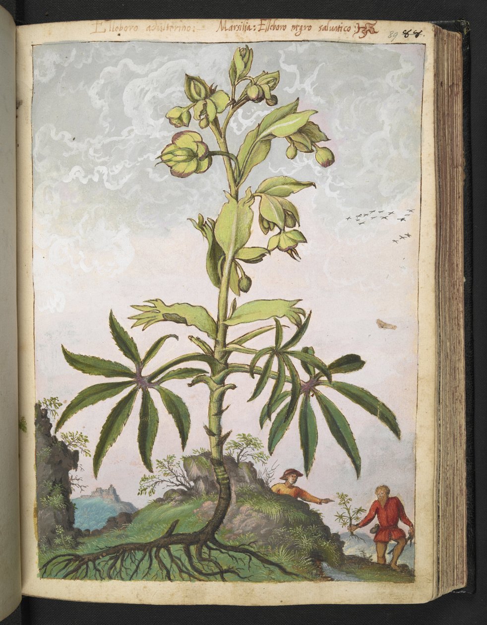 Helleborus foetidus，选自 Gherardo Cibo 的 "罗马各州的植物画"，Add MS 22333，f089r，约 1564-84 年（纸面水彩和水粉画）。 作者 赫拉尔多·西博