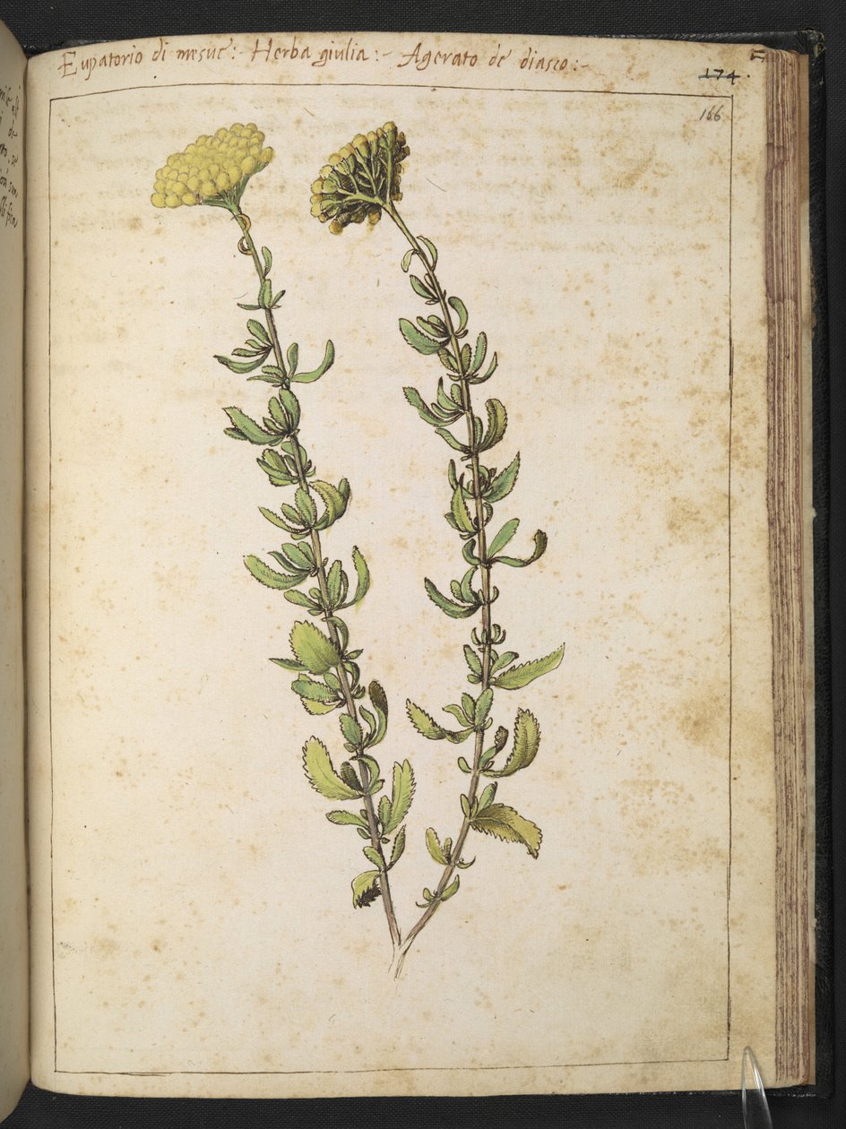 火麻仁（属大戟科），可能是茄属植物，选自 Gherardo Cibo 的 "罗马各州植物图画"，Add MS 22333，f166r，约 1564-84 年（纸面水彩和水粉画）。 作者 赫拉尔多·西博