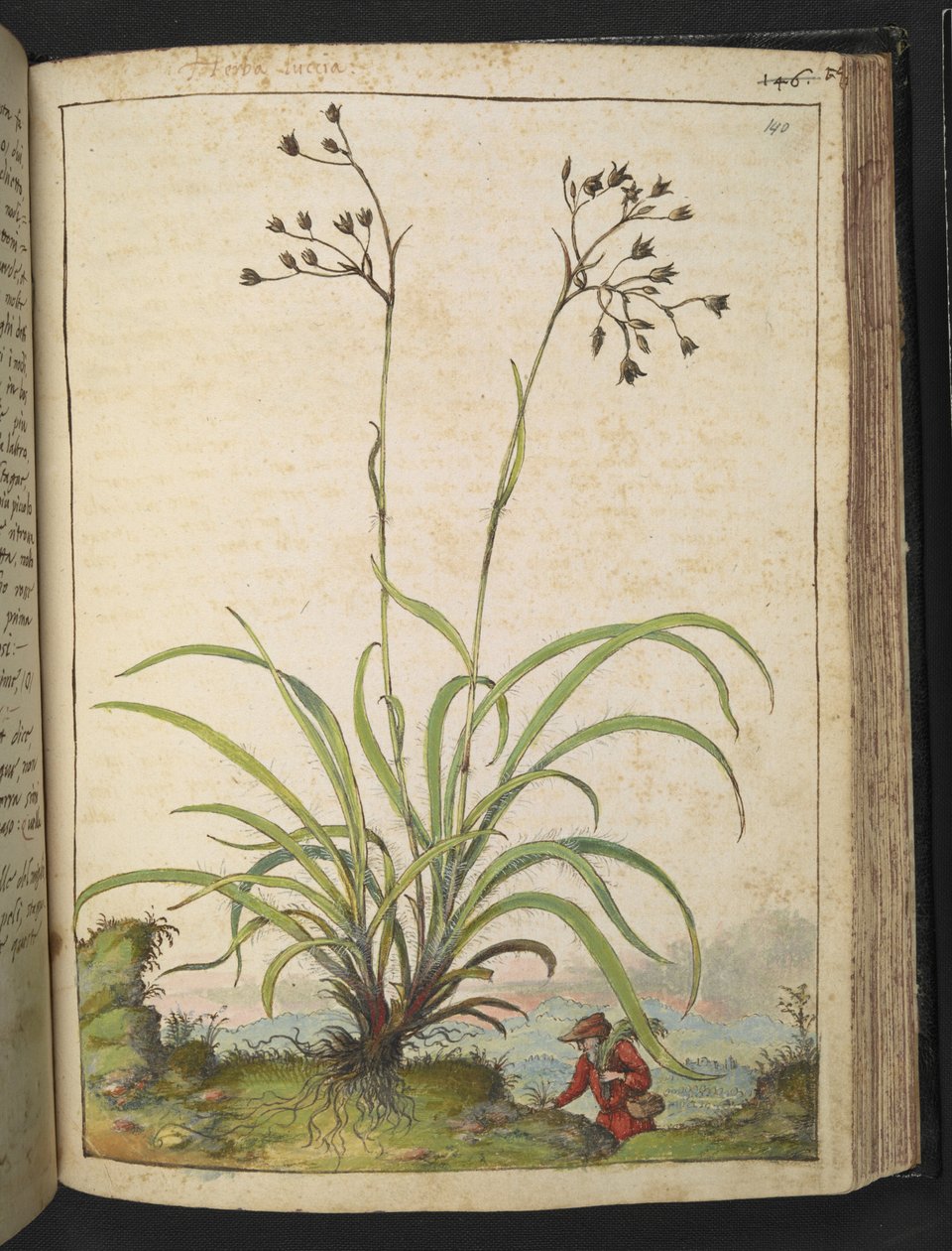 Herba Luccia，选自 Gherardo Cibo 的 "罗马诸国的植物画"，Add MS 22333，f140r，约 1564-84 年（纸面水彩和水粉画） 作者 赫拉尔多·西博