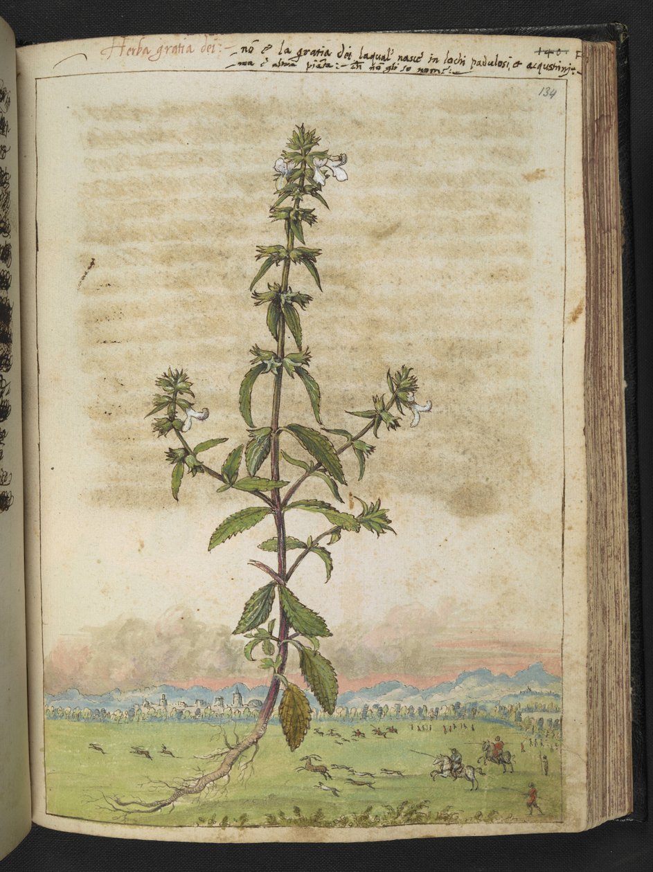 Herba gratia dei（绿篱-牛膝草），选自杰拉尔多-西博的 "罗马各州植物画"，Add MS 22333，f134r，约 1564-84 年（纸面水彩和水粉画） 作者 赫拉尔多·西博