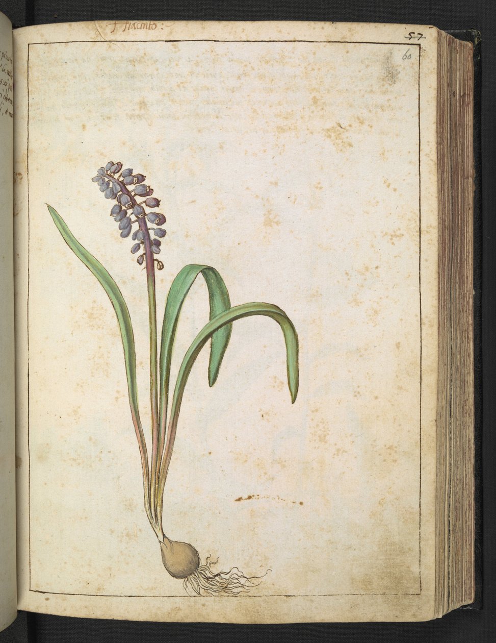 Hyacinthus，选自 Gherardo Cibo 的 "罗马各州的花卉画"，Add MS 22333，f060r，约 1564-84 年（纸面水彩和水粉画） 作者 赫拉尔多·西博