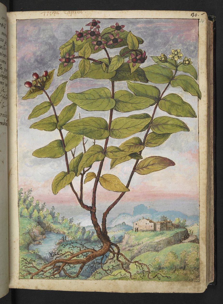金丝桃，选自 Gherardo Cibo 的 "罗马各州的植物画"，Add MS 22333，f034r，约 1564-84 年（纸面水彩和水粉画）。 作者 赫拉尔多·西博