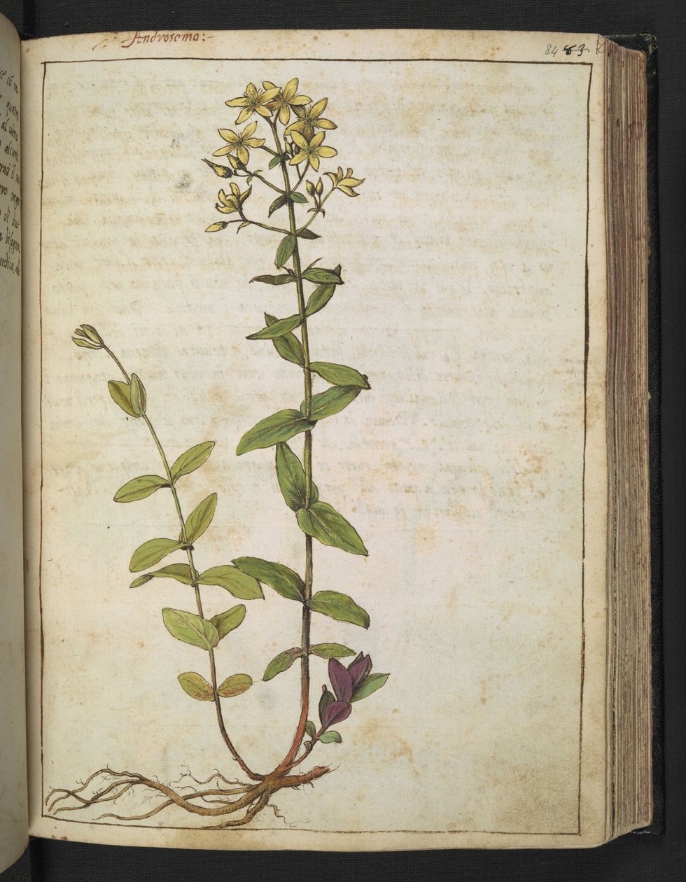 金丝桃，选自 Gherardo Cibo 的 "罗马各州的植物画"，Add MS 22333，f084r，约 1564-84 年（纸面水彩和水粉画）。 作者 赫拉尔多·西博
