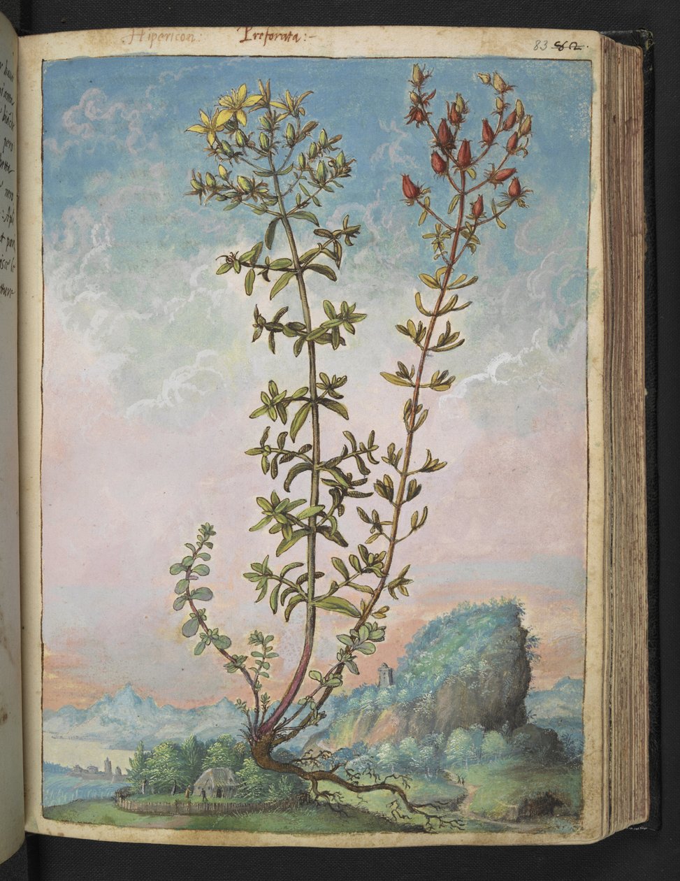 贯叶连翘，选自杰拉尔多-西博的 "罗马国家植物画"，Add MS 22333，f083r，约 1564-84 年（纸面水彩和水粉画） 作者 赫拉尔多·西博