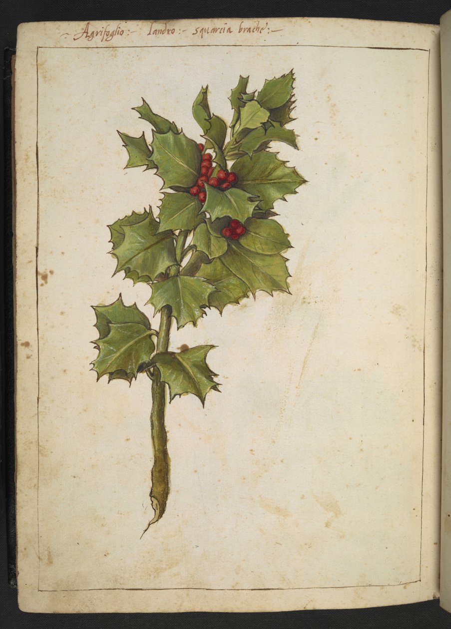 Ilex aquifolium（冬青），选自 Gherardo Cibo 的 "罗马各州的植物画"，Add MS 22333，f182v，约 1564-84 年（纸面水彩和水粉画） 作者 赫拉尔多·西博